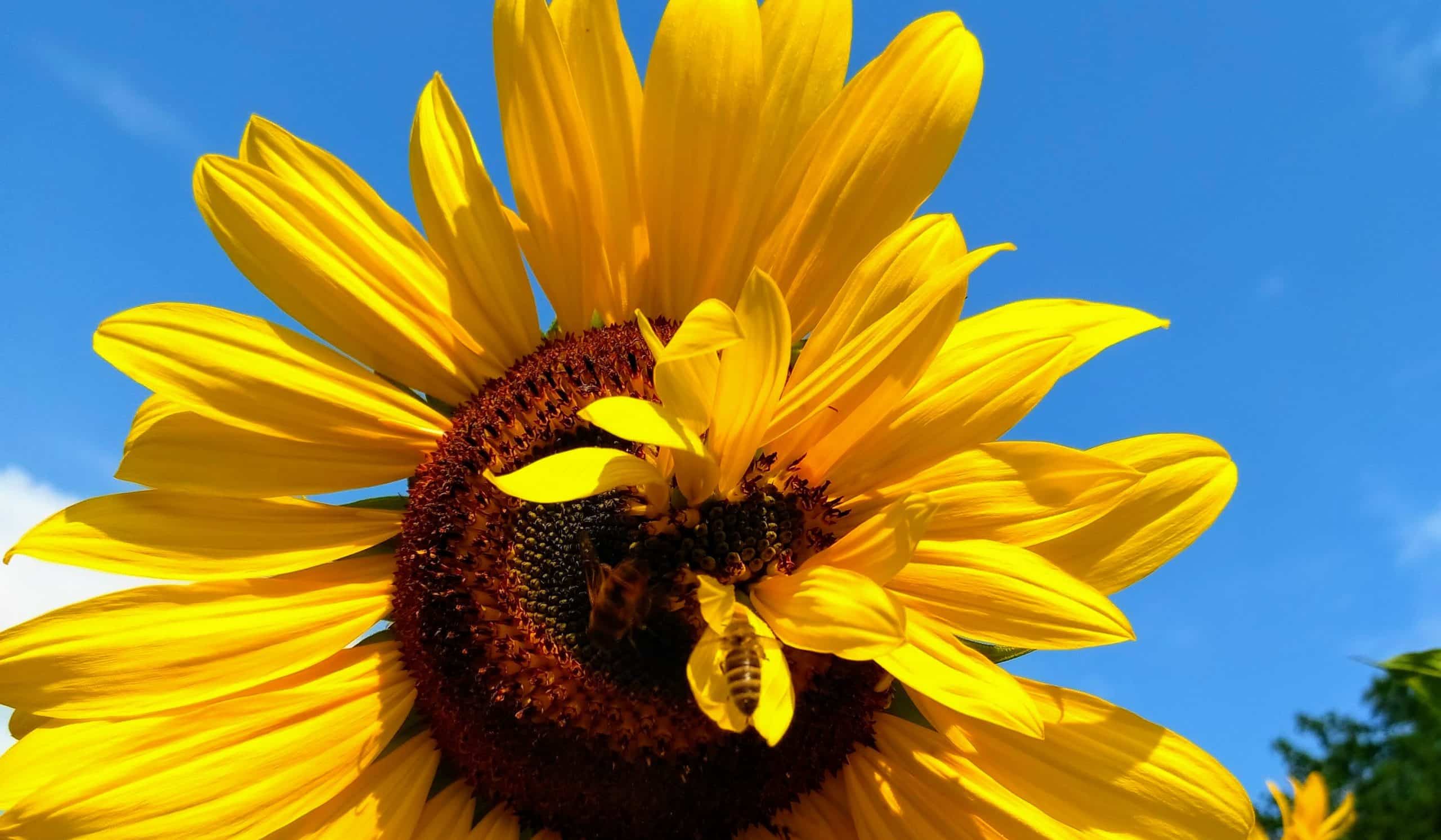 Gelbe Sonnenblume mit Biene